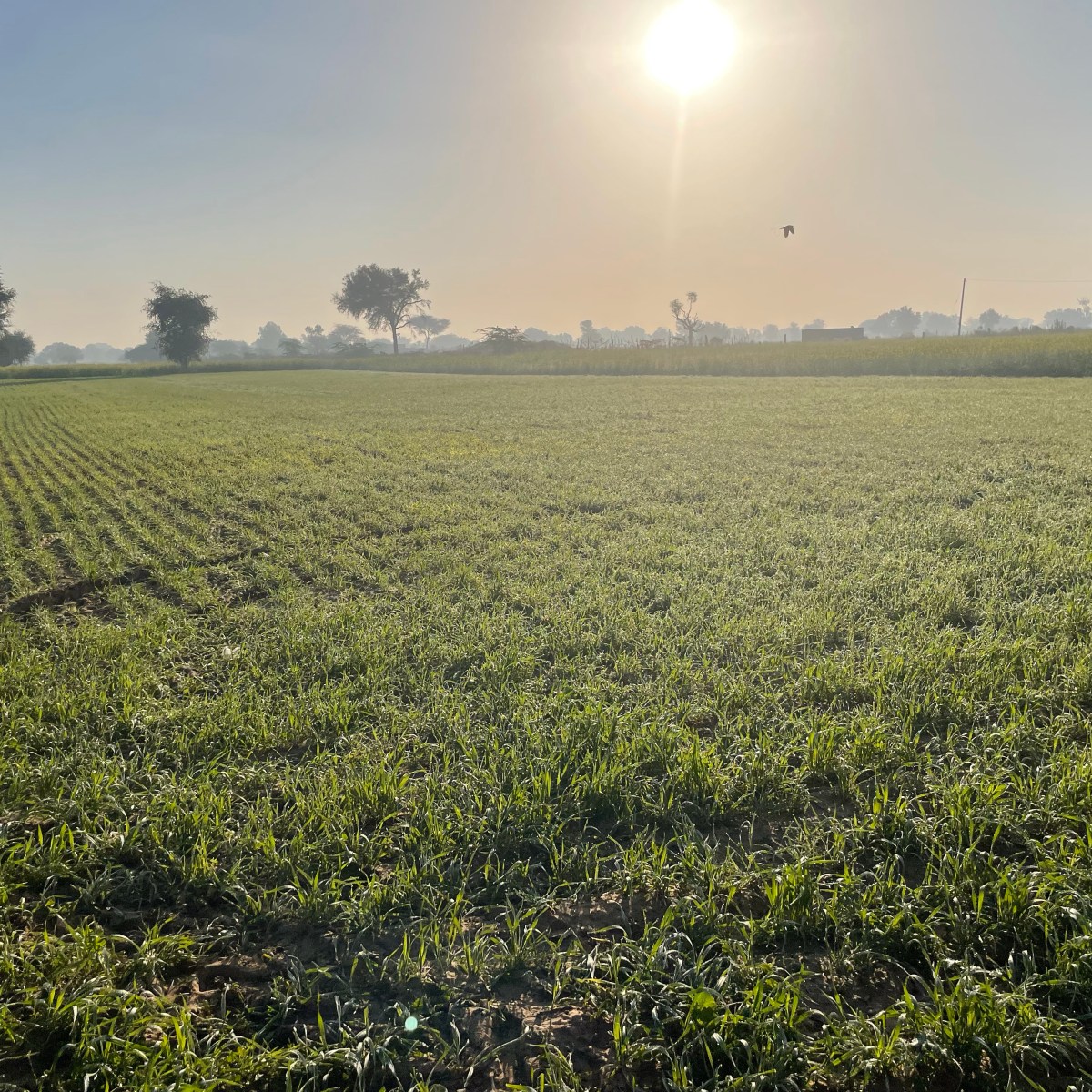 A walk in the&nbsp;farm