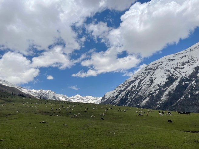 Himalayan Pastures